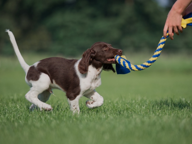 Puppy training  Gedrag en Gehoorzaamheid